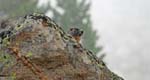 Marmottes et isards (8)