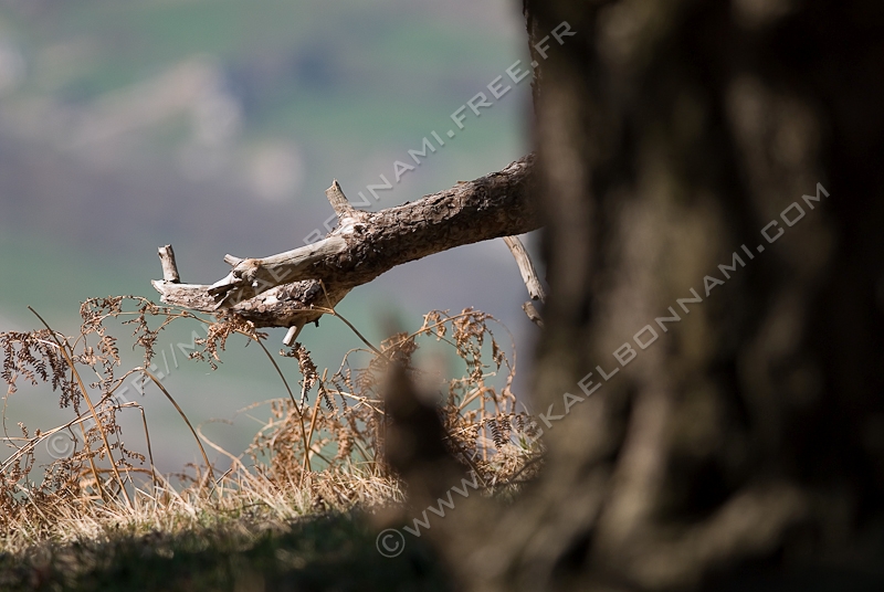 NIKON D200 - 300.0 mm f/4.0