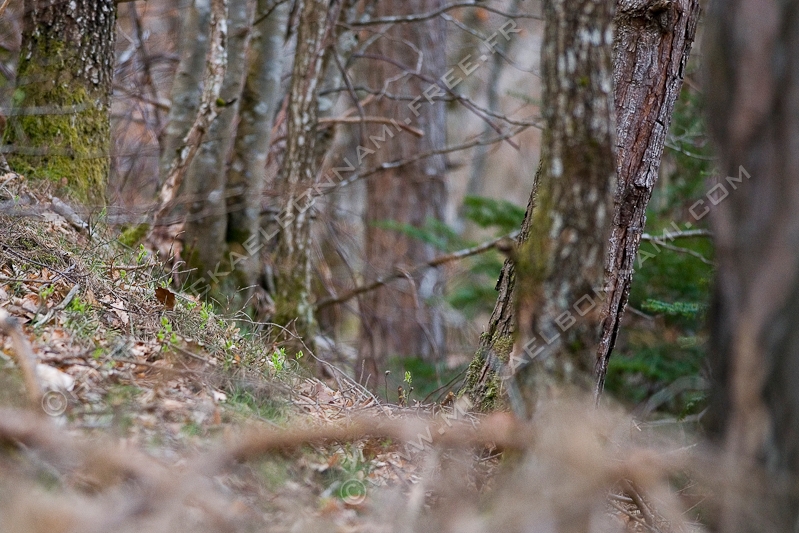 NIKON D200 - 300.0 mm f/4.0