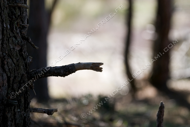 NIKON D200 - 300.0 mm f/4.0