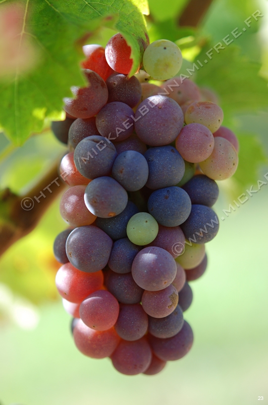 Raisin (11)