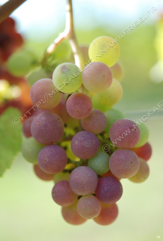 Raisin (12)