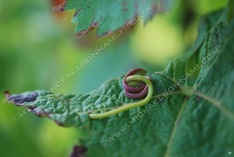 Raisin (15)