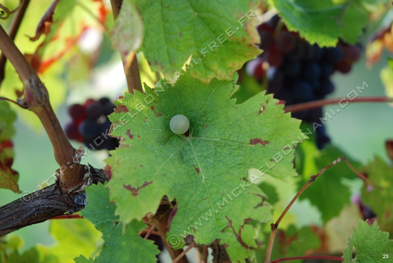 Raisin (16)