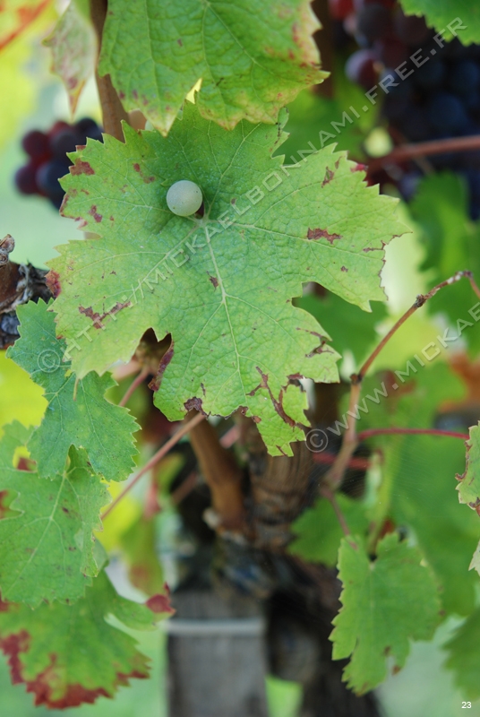 Raisin (17)