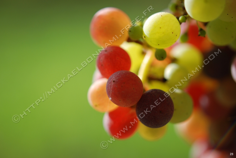 Raisin (20)