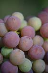 Raisin (4)