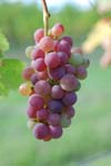 Raisin (9)