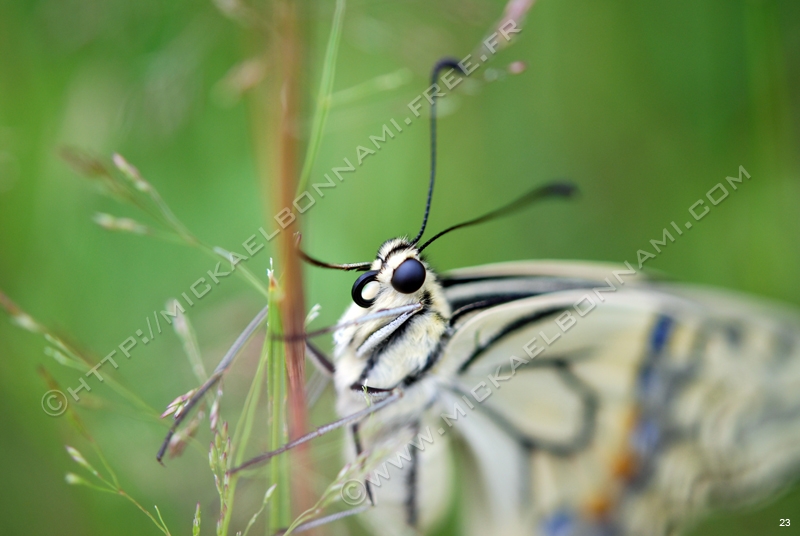 Machaon (1)