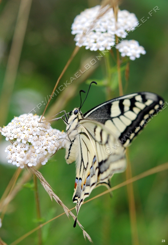 Machaon (14)