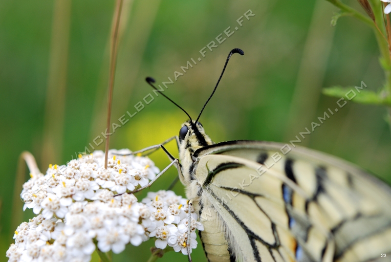 Machaon (9)