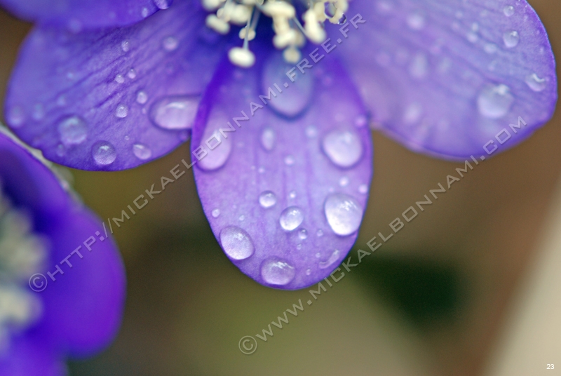 Macro Pyrénées 01