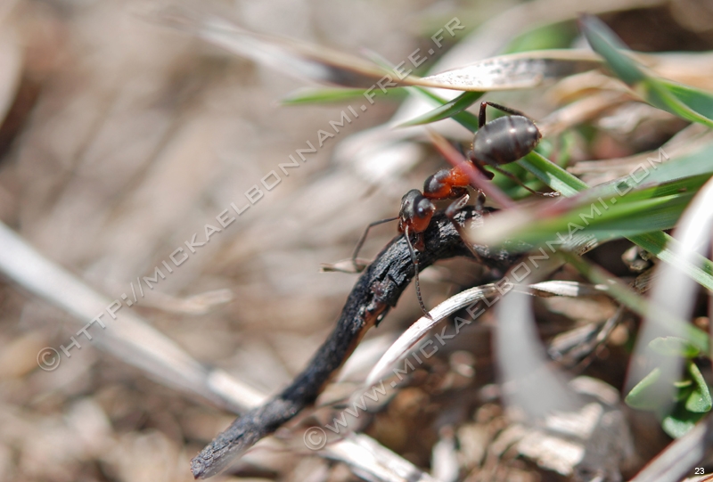 Macro Pyrénées 03