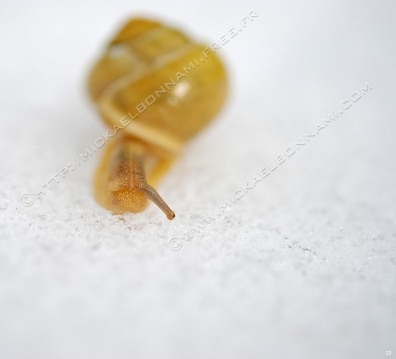 Macro Pyrénées 04