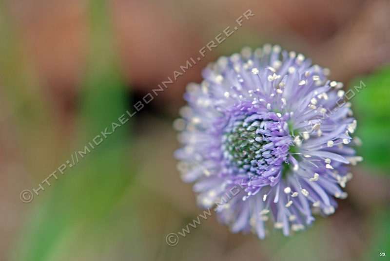 Macro Pyrénées 05