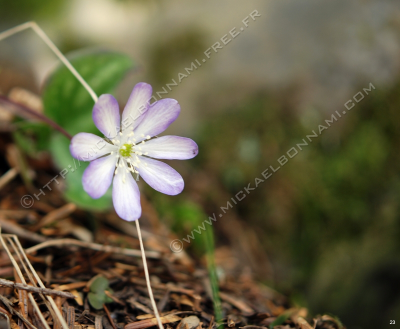 Macro Pyrénées 06