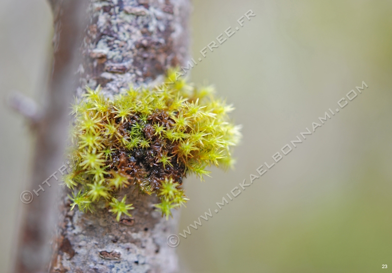 Macro Pyrénées 08