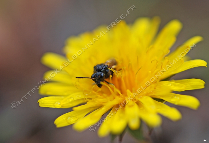 Macro Pyrénées 10