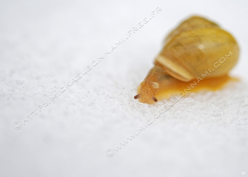 Macro Pyrénées 13