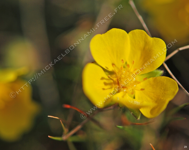Macro Pyrénées 14