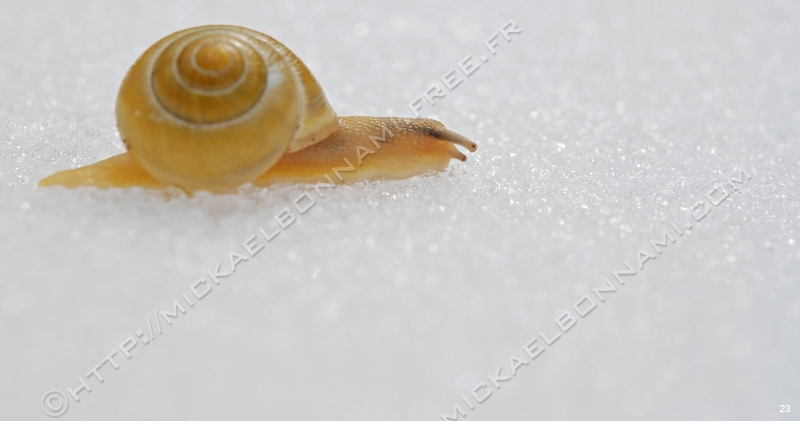 Macro Pyrénées 24