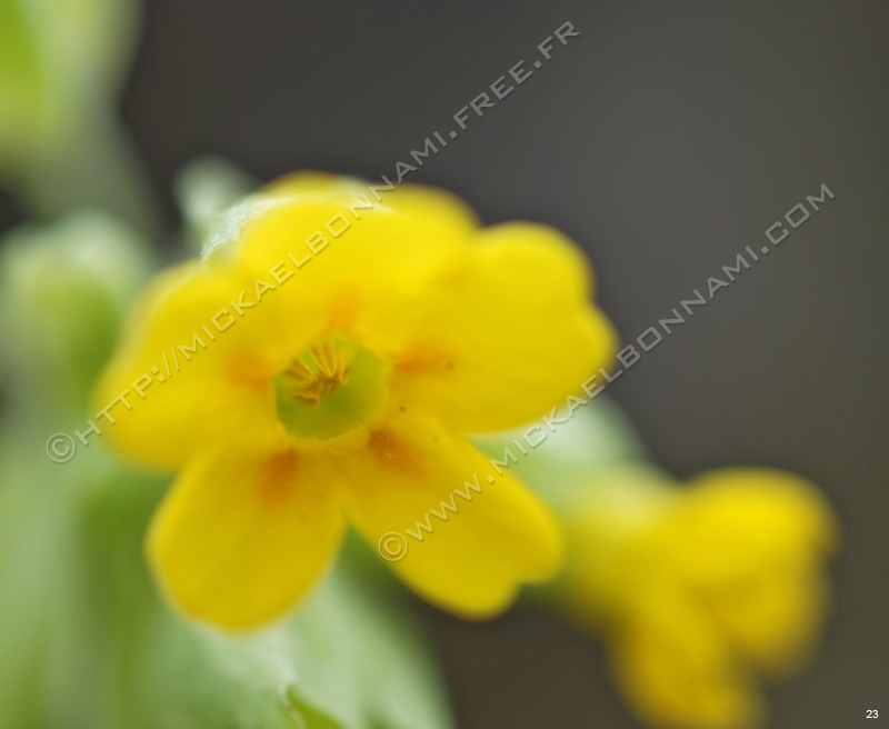 Macro Pyrénées 28