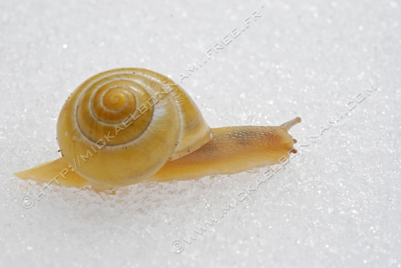 Macro Pyrénées 31