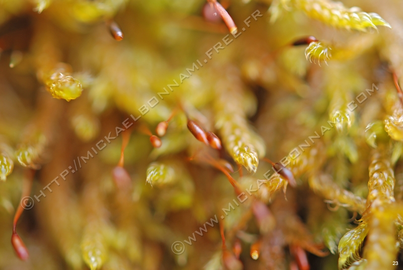 Macro Pyrénées 33