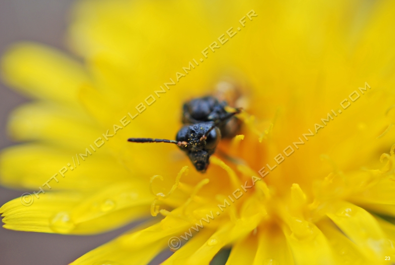 Macro Pyrénées