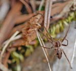 Macro Pyrénées 16