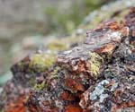 Macro Pyrénées 26