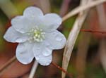 Macro Pyrénées 27