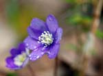 Macro Pyrénées 30