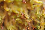 Macro Pyrénées 33