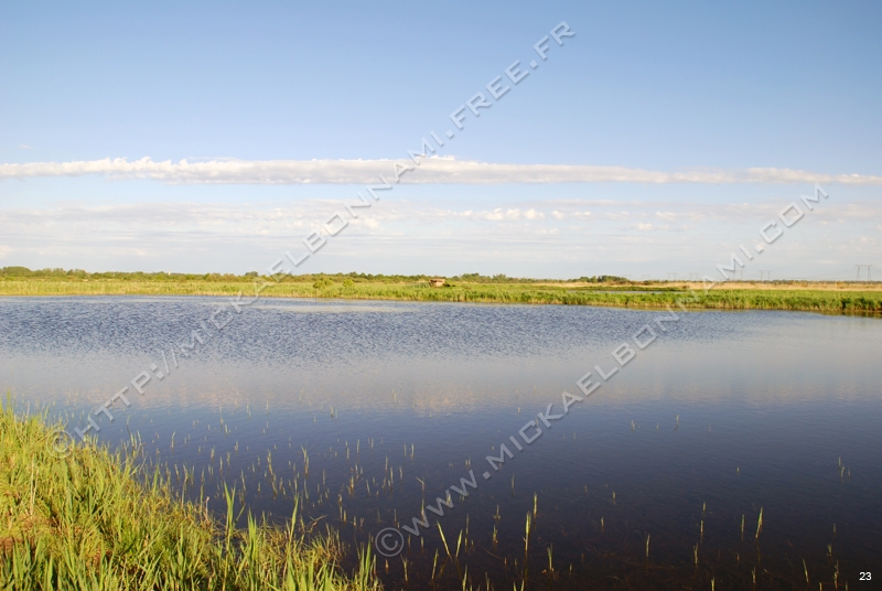 Marais de l'estuaire (10)