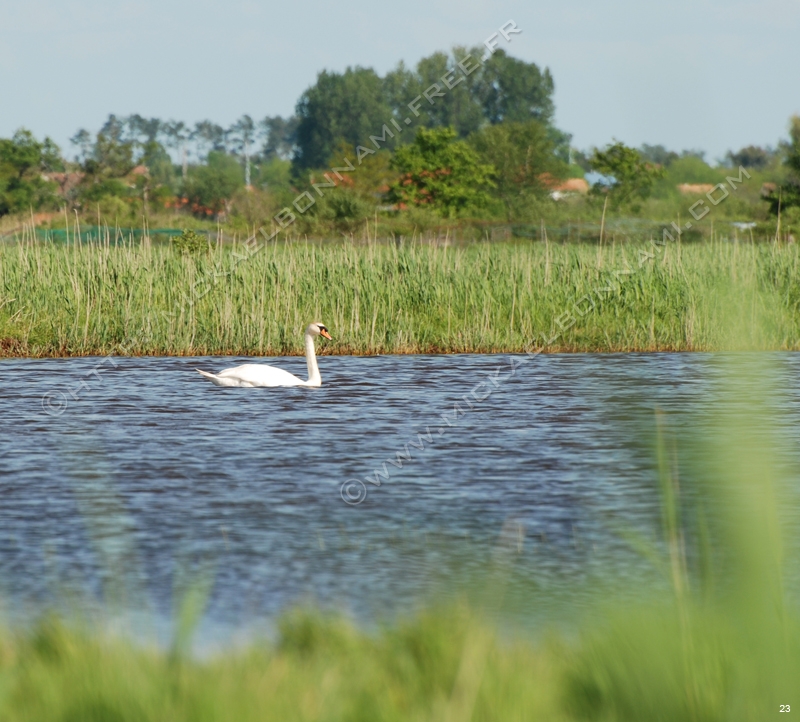 Marais de l'estuaire (13)
