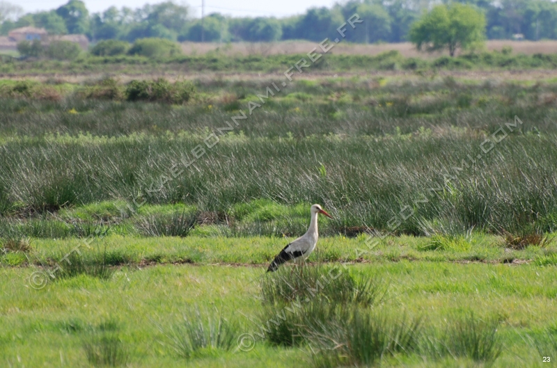 Marais de l'estuaire (5)