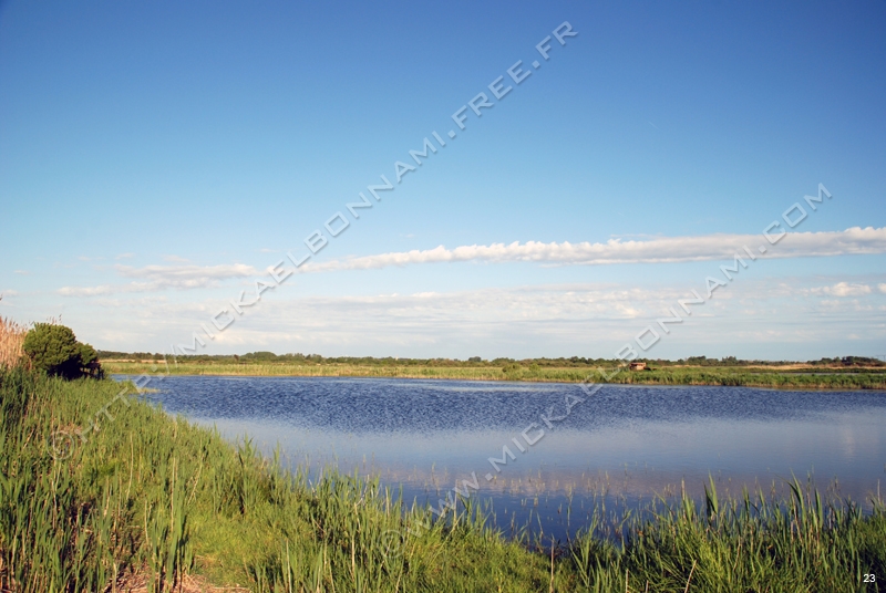 Marais de l'estuaire (6)