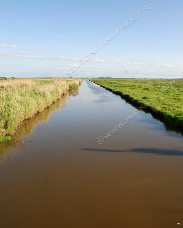 Marais de l'estuaire (8)