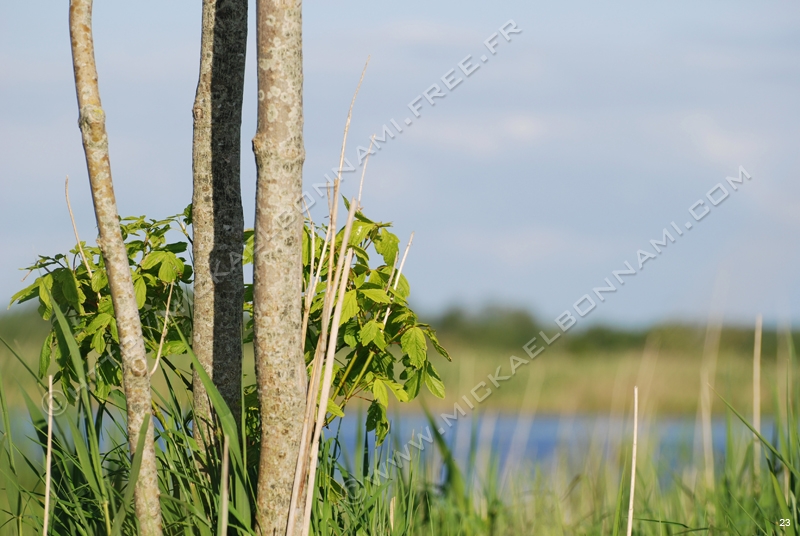 Marais de l'estuaire (9)