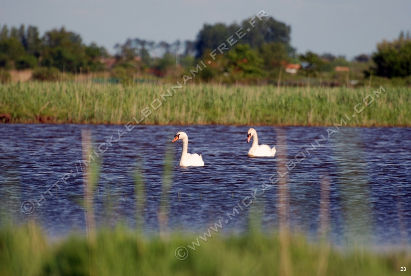 Marais de l'estuaire