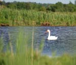 Marais de l'estuaire (7)