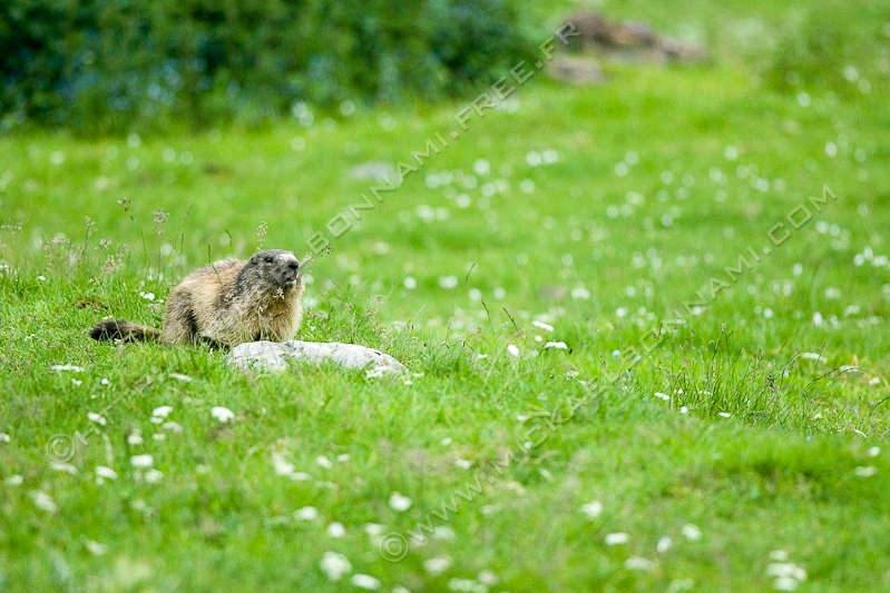 NIKON D200 - 300.0 mm f/4.0