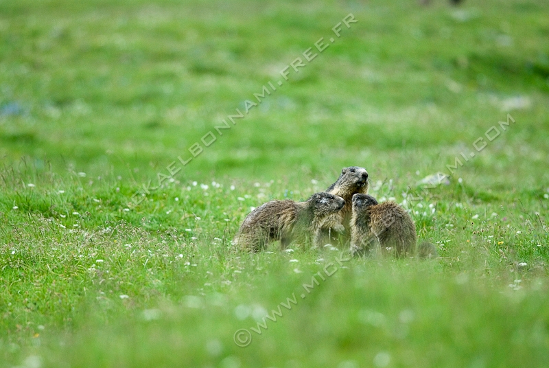 NIKON D200 - 300.0 mm f/4.0