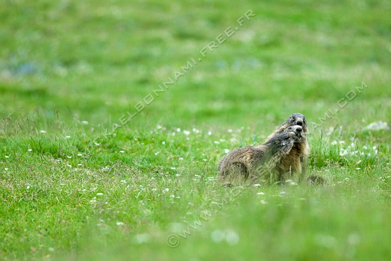 NIKON D200 - 300.0 mm f/4.0