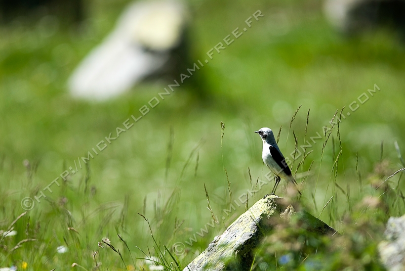 NIKON D200 - 300.0 mm f/4.0