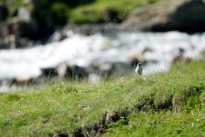 NIKON D200 - 300.0 mm f/4.0
