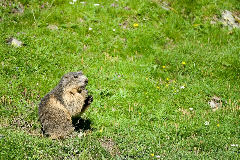NIKON D200 - 300.0 mm f/4.0