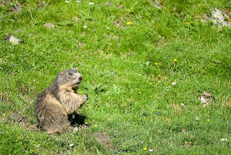NIKON D200 - 300.0 mm f/4.0
