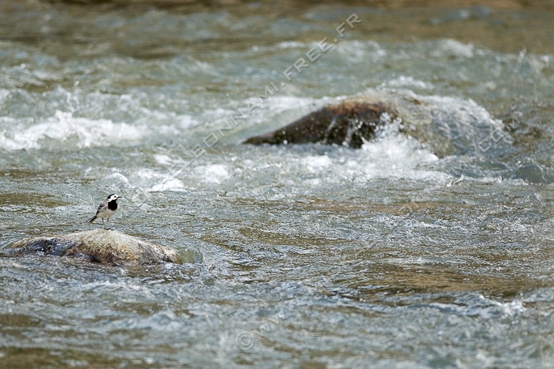 NIKON D200 - 300.0 mm f/4.0